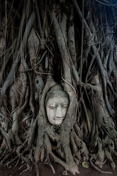 Buddha im Baum von Sebastiaan Hamming