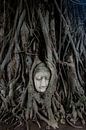 Buddha in tree by Sebastiaan Hamming thumbnail