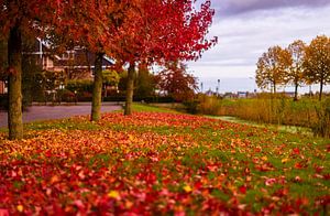 Herbst Ahorn Bett von Blättern von Gea Gaetani d'Aragona