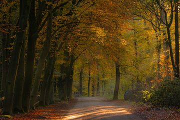 Herfst in Goirle van Miranda Rijnen Fotografie