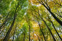Beech Forest Trees Autum Kaapse Bossen