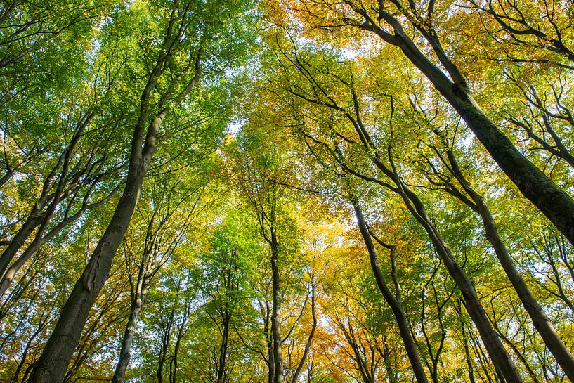 Beech Forest Trees Autum Kaapse Bossen van Daan Kloeg