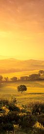 Enkele boom bij zonsopgang, Toscane, Italië van Markus Lange