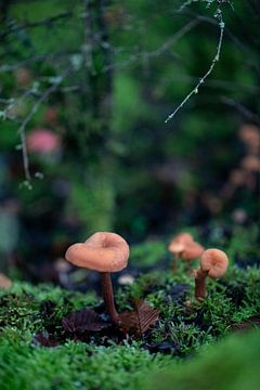 Paddestoelen tafereeltje in de herfst van Sonja de Vlaming