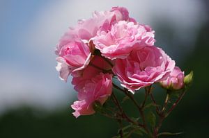 Rosen
