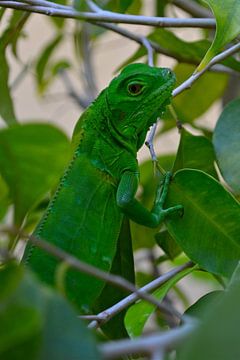 Lizard by Ron Steens