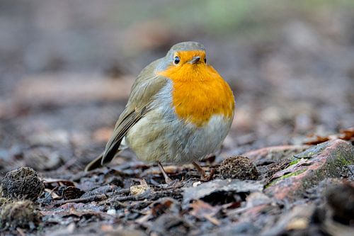 A robin in winter