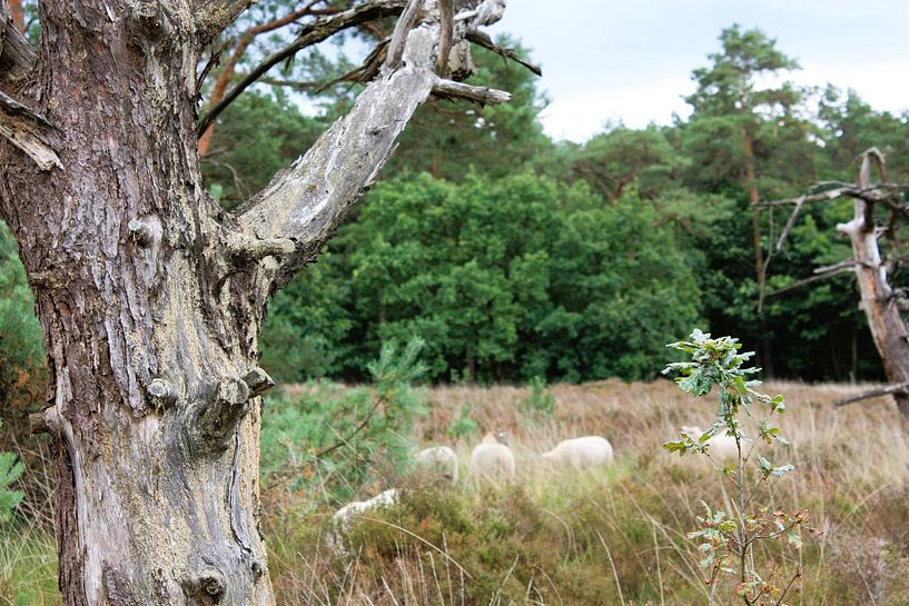 Living in the Lull of Death by Marleen Tackenberg – Schaapherder & Natuurliefhebber