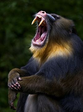 Mandrill sur Rob Smit