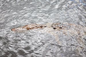 Krokodil im Black River (Jamaika)