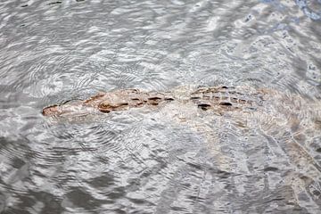 Crocodile in the Black River (Jamaica) by t.ART