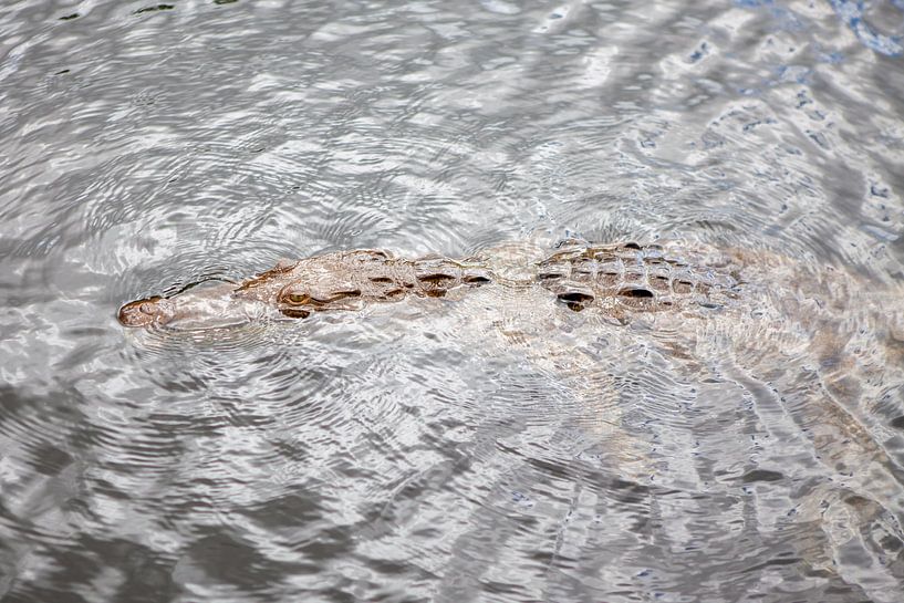 Krokodil im Black River (Jamaika) von t.ART