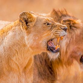 Leeuwen in Afrika van Omega Fotografie