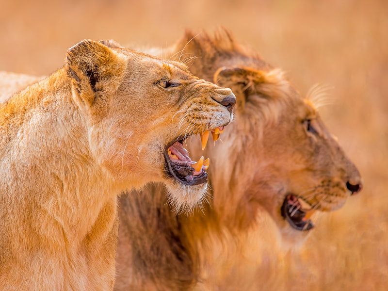 Leeuwen in Afrika van Omega Fotografie