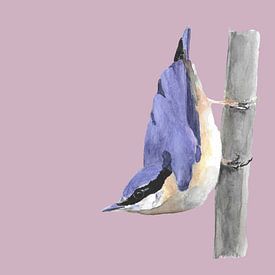 Nuthatch by Dune designs