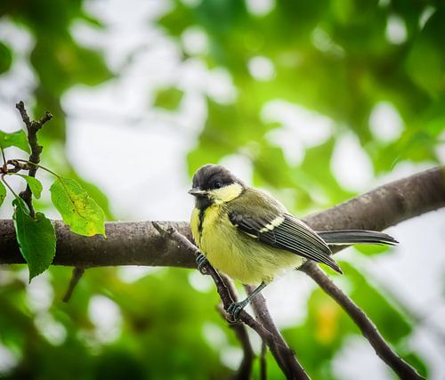 Koolmees zittend op een boomtuin
