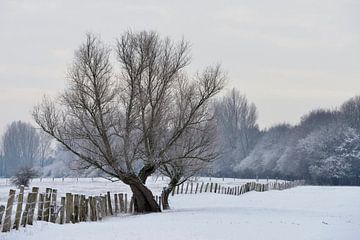Old pollard tree on a frosty winter morning on snow covered farmland, Lower Rhine, Germany van wunderbare Erde