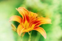 Lily