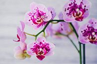 Schmetterlingsorchidee von C. Nass Miniaturansicht
