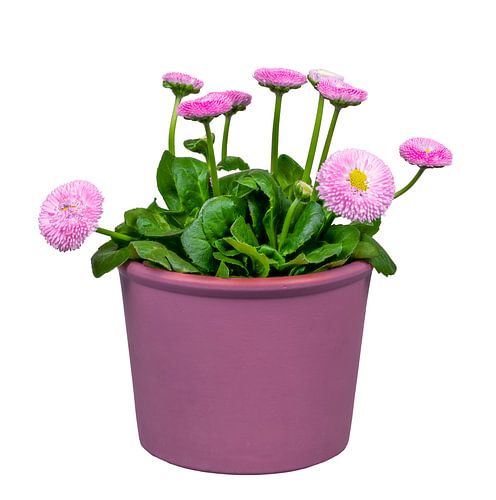 Fleur de Bellis épanouie sur fond blanc