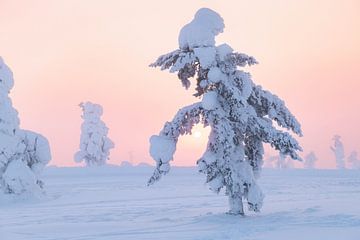 Besneeuwde bomen in Lapland met zonsopgang | reisfotografie print | Saariselkä Finland van Kimberley Jekel