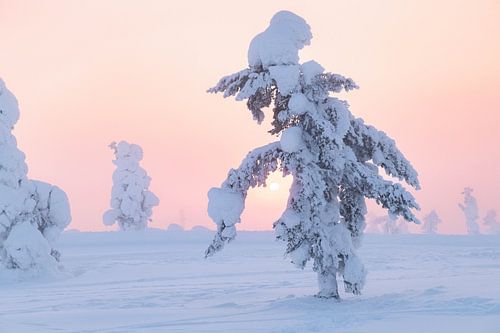 Besneeuwde bomen in Lapland met zonsopgang | reisfotografie print | Saariselkä Finland
