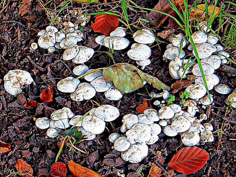 Woodland Fungi by Dorothy Berry-Lound