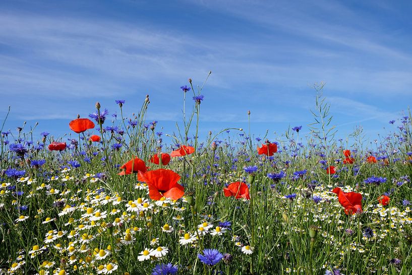 Été par Ostsee Bilder