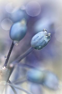 Unter einem blauen und wolkenlosen Himmel ... (Blume, blaue Weintrauben) von Bob Daalder