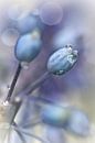 Underneath A Blue & Cloudless Sky ... (bloem, blauwe druifjes) von Bob Daalder Miniaturansicht