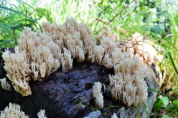 Wildgroei van paddenstoelen van Lisanne Rodenburg