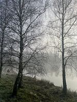 Forêt brumeuse et autres
