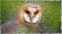 Digital Painting Barn Owl