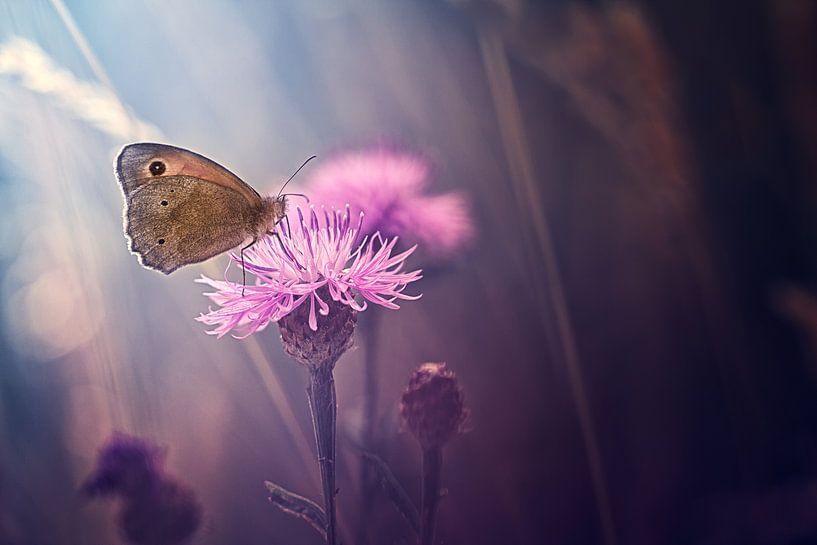 Only in the darkness by Bob Daalder