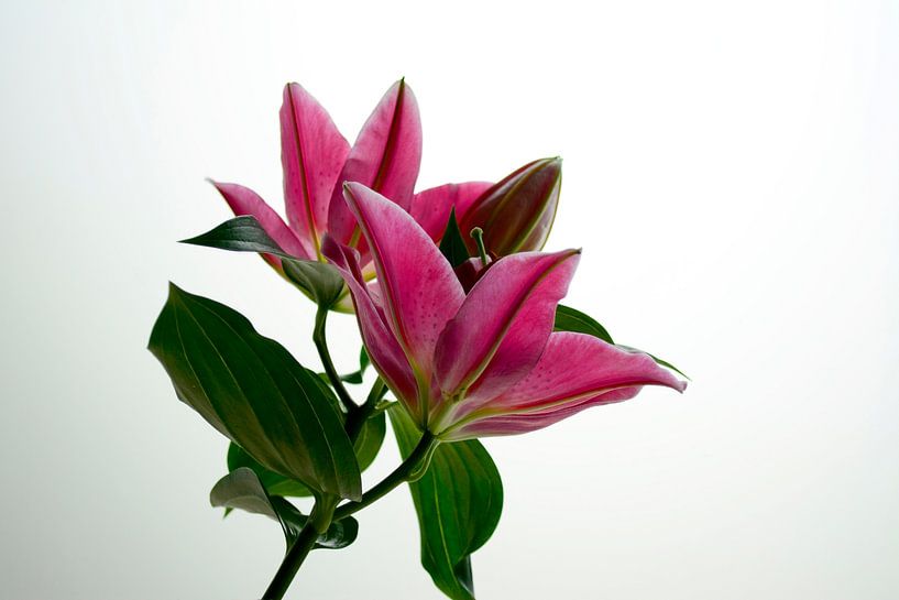 Lily en gros plan par Annemarie Maret