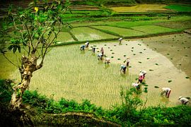 Fieldwork by Thomas Junklewitz