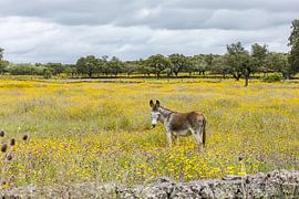 Wilder Esel in blumiger Landschaft! von Peter Haastrecht, van