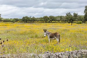 Wilder Esel in blumiger Landschaft!