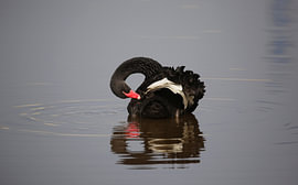 Schwarzer Schwan von Frank Smedts
