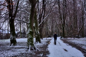 Wandeling door het winterbos