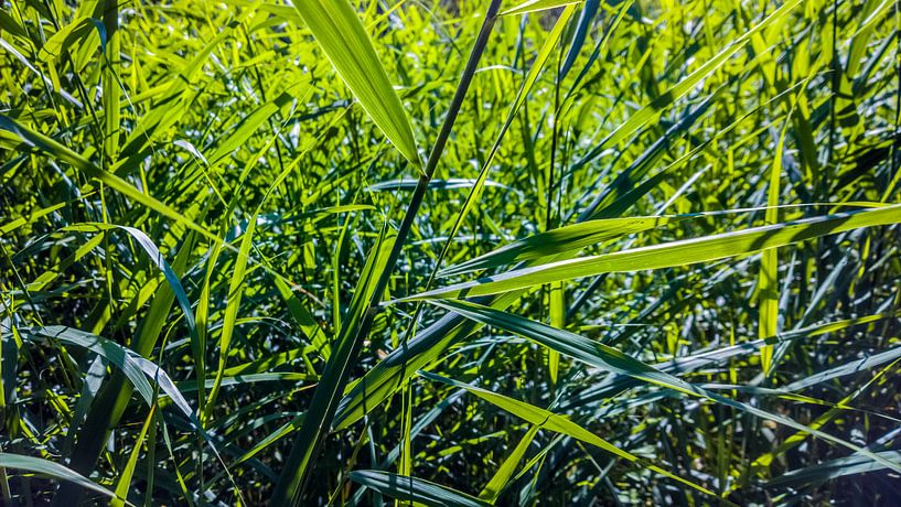 Riet von rosstek ®
