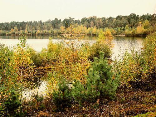 Herfstkleurig uitzicht over struiken en het meer.