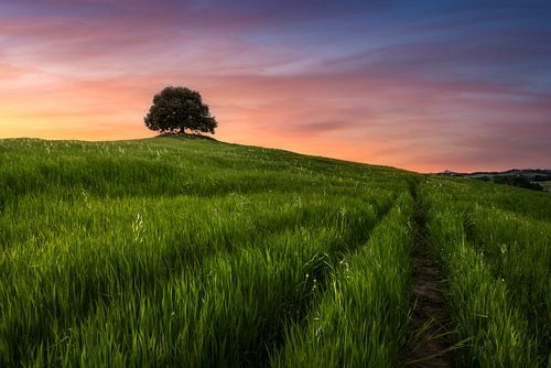 Toscaanse heuvel zonsondergang. Steeneik in Pieve a Salti, Siena, Italië
