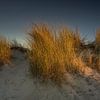 Dünengras II von Axel Ellerhorst