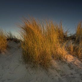 Dune grass II by Axel Ellerhorst