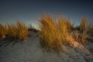 Dünengras II
