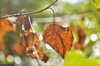 Herfst in de Zon