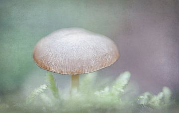 mushroom soft look by natascha verbij
