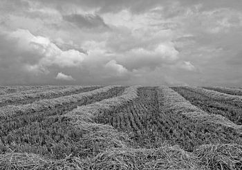 Harvested straw
