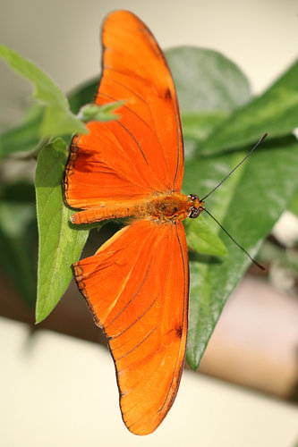 Oranger Passionsblumenfalter